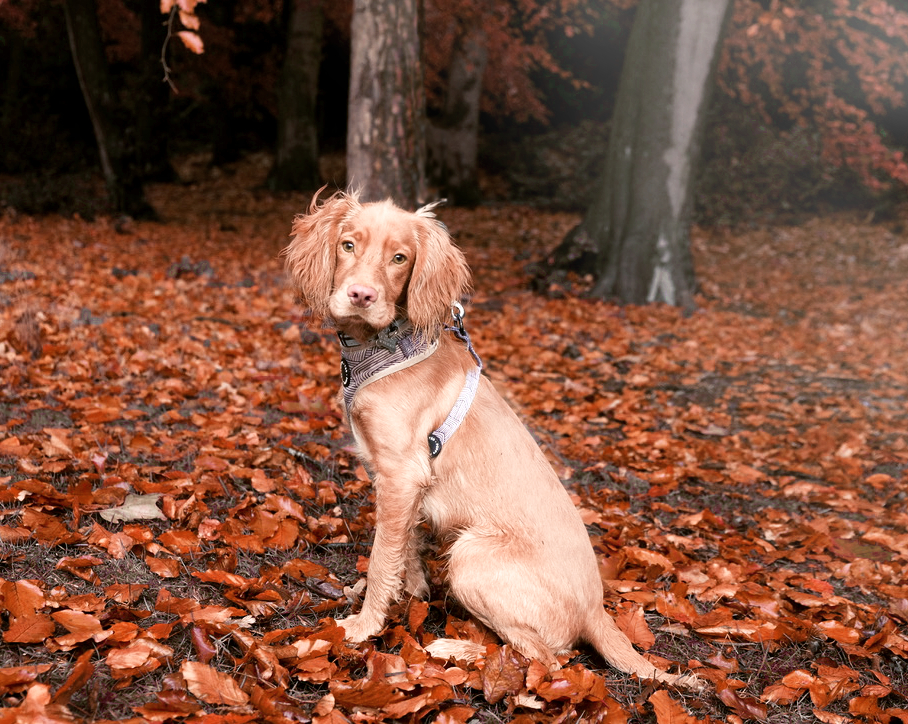 Spaniel sat in the autumn leaves in the Lickey Hills