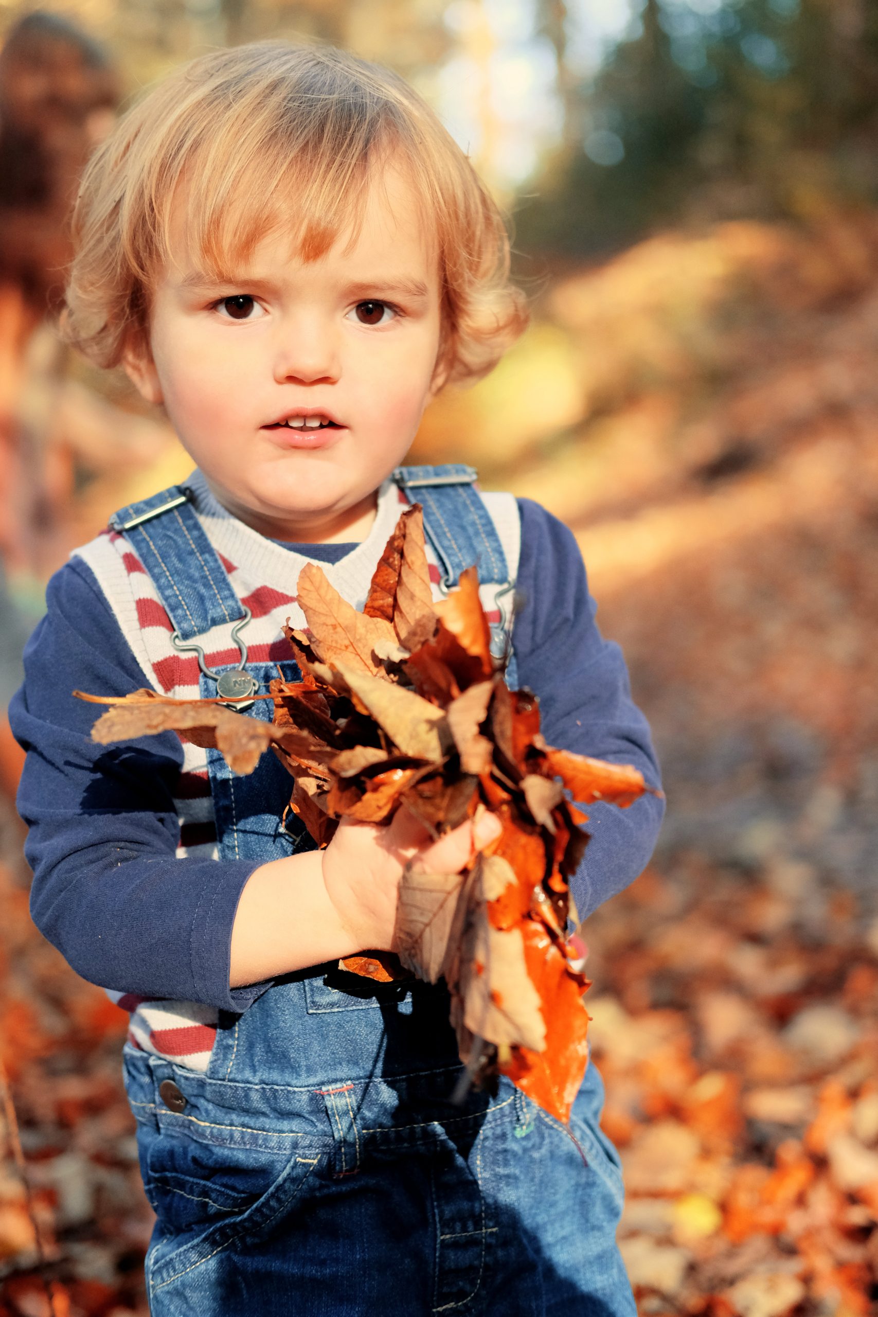 little boy holding autumn leaves photoshoot lickey hills birmingham