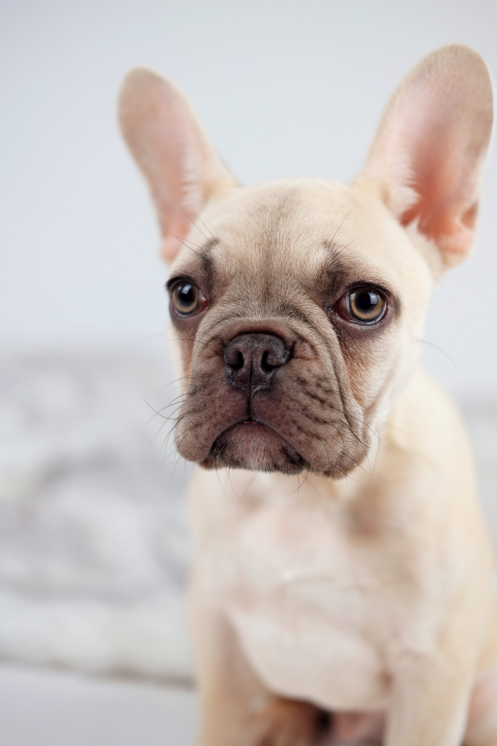 french bulldog puppy studio photoshoot worcestershire