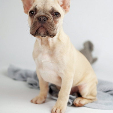 French Bulldog puppy studio photoshoot worcestershire
